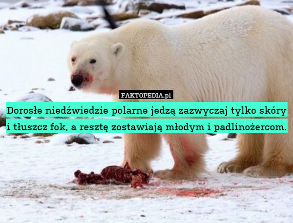 Dorosłe niedźwiedzie polarne jedzą zazwyczaj tylko skóry i tłuszcz fok, a resztę zostawiają młodym i padlinożercom. 
