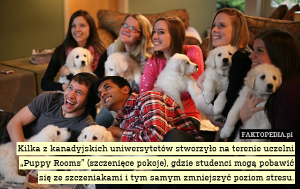 Kilka z kanadyjskich uniwersytetów stworzyło na terenie uczelni „Puppy Rooms” (szczenięce pokoje), gdzie studenci mogą pobawić się ze szczeniakami i tym samym zmniejszyć poziom stresu. 