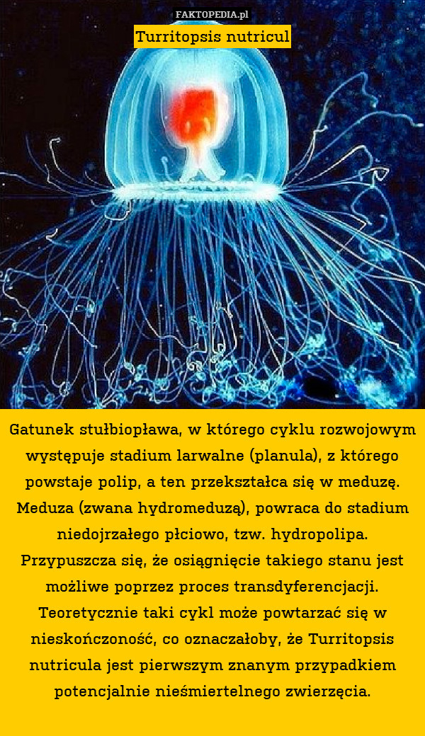 Turritopsis nutricul














Gatunek stułbiopława, w którego cyklu rozwojowym występuje stadium larwalne (planula), z którego powstaje polip, a ten przekształca się w meduzę. Meduza (zwana hydromeduzą), powraca do stadium niedojrzałego płciowo, tzw. hydropolipa. Przypuszcza się, że osiągnięcie takiego stanu jest możliwe poprzez proces transdyferencjacji. Teoretycznie taki cykl może powtarzać się w nieskończoność, co oznaczałoby, że Turritopsis nutricula jest pierwszym znanym przypadkiem potencjalnie nieśmiertelnego zwierzęcia. 