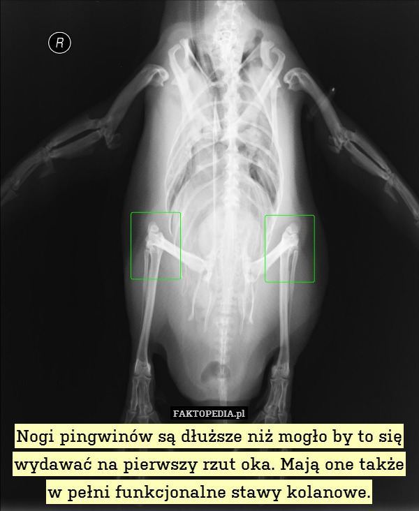 Nogi pingwinów są dłuższe niż mogło by to się wydawać na pierwszy rzut oka. Mają one także w pełni funkcjonalne stawy kolanowe. 