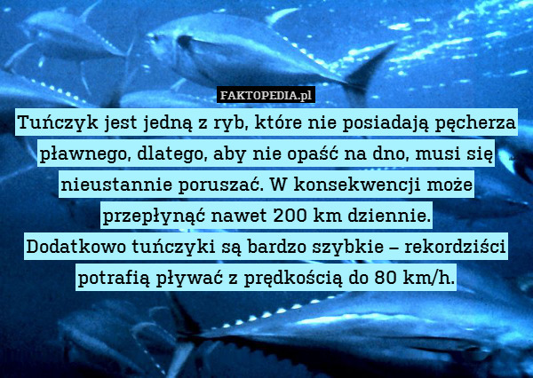 Tuńczyk jest jedną z ryb, które nie posiadają pęcherza pławnego, dlatego, aby nie opaść na dno, musi się nieustannie poruszać. W konsekwencji może przepłynąć nawet 200 km dziennie.
Dodatkowo tuńczyki są bardzo szybkie – rekordziści potrafią pływać z prędkością do 80 km/h. 