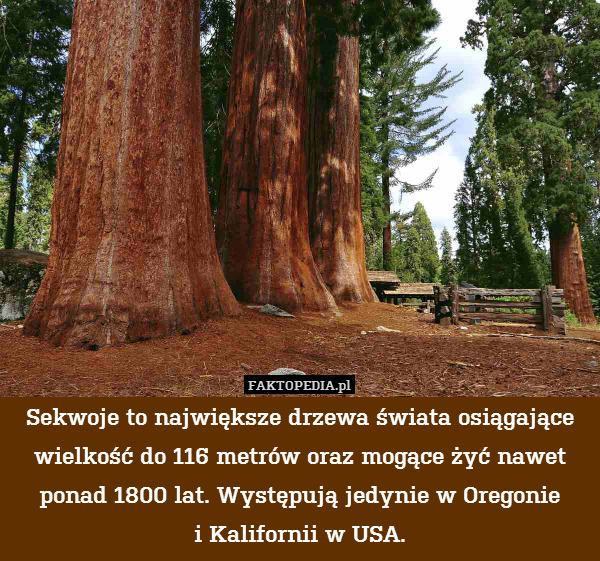 Sekwoje to największe drzewa świata osiągające wielkość do 116 metrów oraz mogące żyć nawet ponad 1800 lat. Występują jedynie w Oregonie
i Kalifornii w USA. 