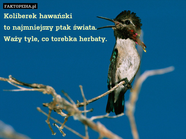 Koliberek hawański
to najmniejszy ptak świata.
Waży tyle, co torebka herbaty. 