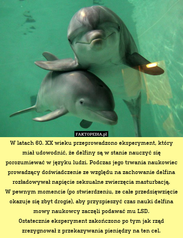 W latach 60. XX wieku przeprowadzono eksperyment, który miał udowodnić, że delfiny są w stanie nauczyć się porozumiewać w języku ludzi. Podczas jego trwania naukowiec prowadzący doświadczenie ze względu na zachowanie delfina rozładowywał napięcie seksualne zwierzęcia masturbacją.
W pewnym momencie (po stwierdzeniu, ze całe przedsięwzięcie okazuje się zbyt drogie), aby przyspieszyć czas nauki delfina mowy naukowcy zaczęli podawać mu LSD.
Ostatecznie eksperyment zakończono po tym jak rząd zrezygnował z przekazywania pieniędzy na ten cel. 