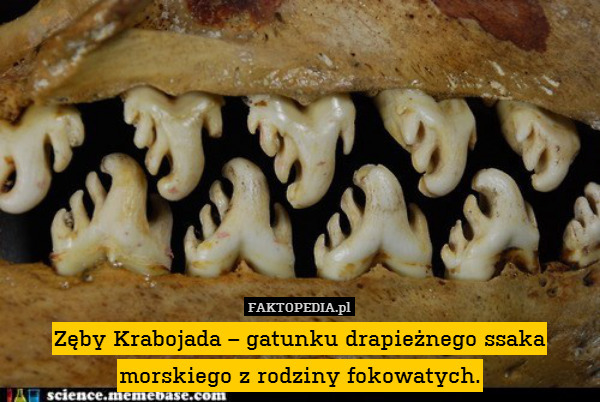 Zęby Krabojada – gatunku drapieżnego ssaka morskiego z rodziny fokowatych. 