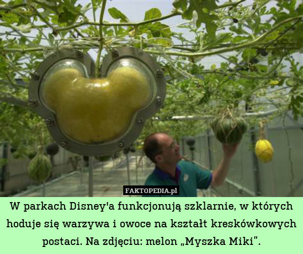 W parkach Disney&apos;a funkcjonują szklarnie, w których hoduje się warzywa i owoce na kształt kreskówkowych postaci. Na zdjęciu: melon „Myszka Miki”. 