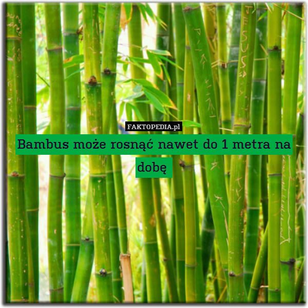 Bambus może rosnąć nawet do 1 metra na dobę 