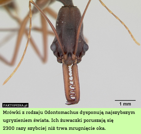 Mrówki z rodzaju Odontomachus dysponują najszybszym ugryzieniem świata. Ich żuwaczki poruszają się
2300 razy szybciej niż trwa mrugnięcie oka. 