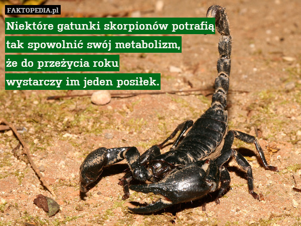 Niektóre gatunki skorpionów potrafią
tak spowolnić swój metabolizm,
że do przeżycia roku
wystarczy im jeden posiłek. 