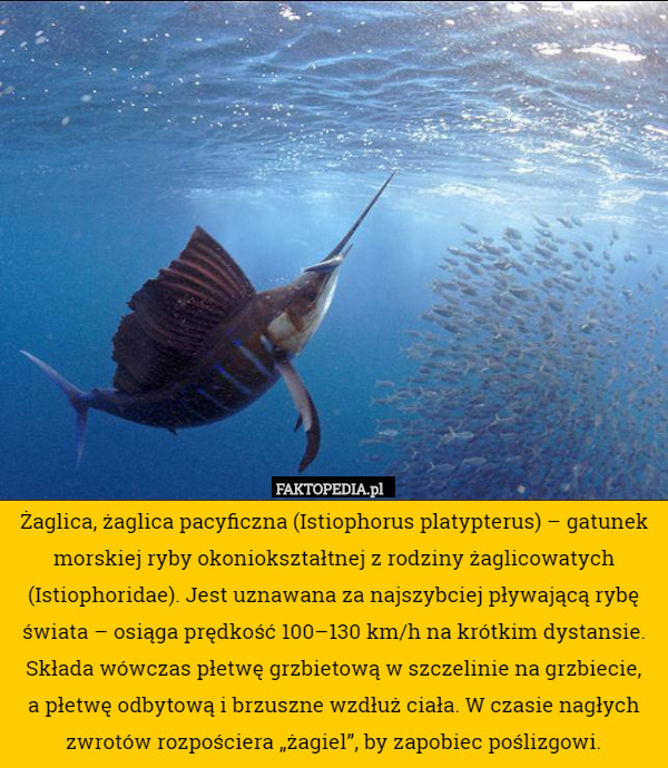 Żaglica, żaglica pacyficzna (Istiophorus platypterus) – gatunek morskiej ryby okoniokształtnej z rodziny żaglicowatych (Istiophoridae). Jest uznawana za najszybciej pływającą rybę świata – osiąga prędkość 100–130 km/h na krótkim dystansie. Składa wówczas płetwę grzbietową w szczelinie na grzbiecie,
 a płetwę odbytową i brzuszne wzdłuż ciała. W czasie nagłych zwrotów rozpościera „żagiel”, by zapobiec poślizgowi. 