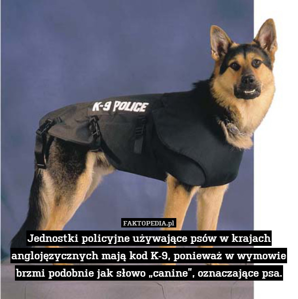 Jednostki policyjne używające psów w krajach anglojęzycznych mają kod K-9, ponieważ w wymowie brzmi podobnie jak słowo „canine”, oznaczające psa. 
