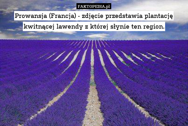 Prowansja (Francja) - zdjęcie przedstawia plantację kwitnącej lawendy z której słynie ten region. 