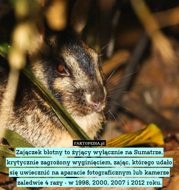 Zajączek błotny to żyjący wyłącznie na Sumatrze, krytycznie zagrożony wyginięciem, zając, którego udało się uwiecznić na aparacie fotograficznym lub kamerze zaledwie 4 razy - w 1998, 2000, 2007 i 2012 roku. 