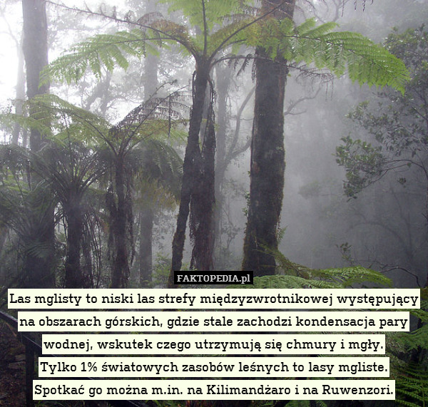 Las mglisty to niski las strefy międzyzwrotnikowej występujący na obszarach górskich, gdzie stale zachodzi kondensacja pary wodnej, wskutek czego utrzymują się chmury i mgły.
Tylko 1% światowych zasobów leśnych to lasy mgliste.
Spotkać go można m.in. na Kilimandżaro i na Ruwenzori. 