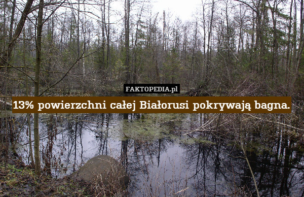 13% powierzchni całej Białorusi pokrywają bagna. 