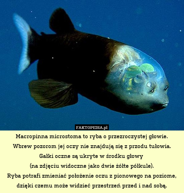 Macropinna microstoma to ryba o przezroczystej głowie.
Wbrew pozorom jej oczy nie znajdują się z przodu tułowia.
Gałki oczne są ukryte w środku głowy 
(na zdjęciu widoczne jako dwie żółte półkule).
Ryba potrafi zmieniać położenie oczu z pionowego na poziome, dzięki czemu może widzieć przestrzeń przed i nad sobą. 
