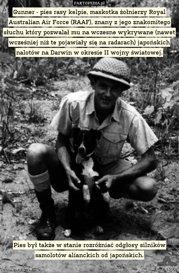 Gunner - pies rasy kelpie, maskotka żołnierzy Royal Australian Air Force (RAAF), znany z jego znakomitego słuchu który pozwalał mu na wczesne wykrywane (nawet wcześniej niż te pojawiały się na radarach) japońskich nalotów na Darwin w okresie II wojny światowej.


















Pies był także w stanie rozróżniać odgłosy silników samolotów alianckich od japońskich. 