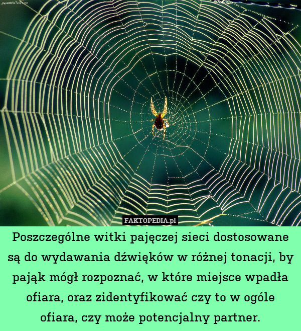 Poszczególne witki pajęczej sieci dostosowane są do wydawania dźwięków w różnej tonacji, by pająk mógł rozpoznać, w które miejsce wpadła ofiara, oraz zidentyfikować czy to w ogóle ofiara, czy może potencjalny partner. 