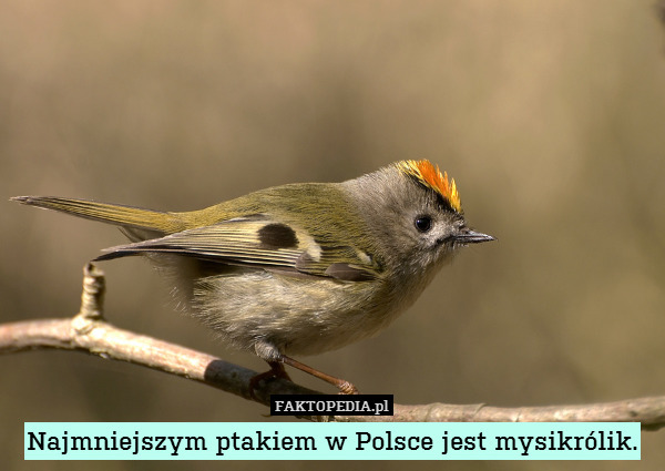 Najmniejszym ptakiem w Polsce jest mysikrólik. 