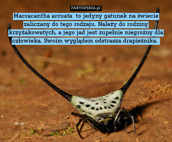 Macracantha arcuata  to jedyny gatunek na świecie zaliczany do tego rodzaju. Należy do rodziny krzyżakowatych, a jego jad jest zupełnie niegroźny dla człowieka. Swoim wyglądem odstrasza drapieżnika. 