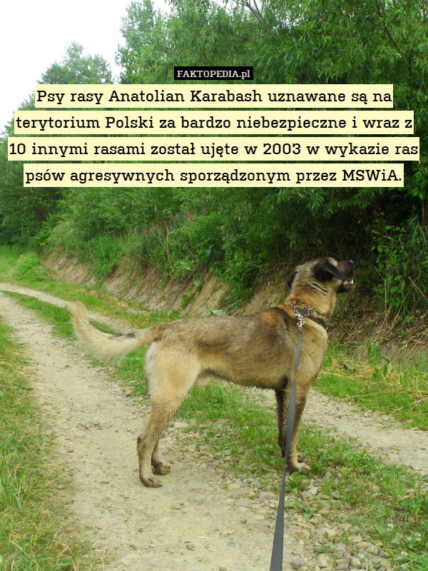 Psy rasy Anatolian Karabash uznawane są na terytorium Polski za bardzo niebezpieczne i wraz z 10 innymi rasami został ujęte w 2003 w wykazie ras psów agresywnych sporządzonym przez MSWiA. 