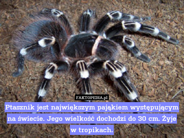Ptasznik jest największym pająkiem występującym na świecie. Jego wielkość dochodzi do 30 cm. Żyje w tropikach. 