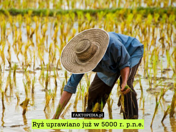 Ryż uprawiano już w 5000 r. p.n.e. 