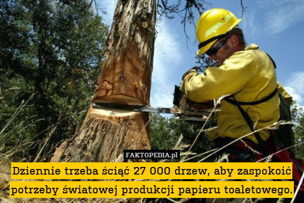 Dziennie trzeba ściąć 27 000 drzew, aby zaspokoić potrzeby światowej produkcji papieru toaletowego. 