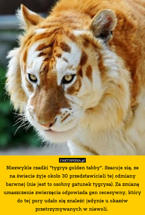 Niezwykle rzadki "tygrys golden tabby". Szacuje się, ze na świecie żyje około 30 przedstawicieli tej odmiany barwnej (nie jest to osobny gatunek tygrysa). Za zmianę umaszczenie zwierzęcia odpowiada gen recesywny, który do tej pory udało się znaleźć jedynie u okazów przetrzymywanych w niewoli. 