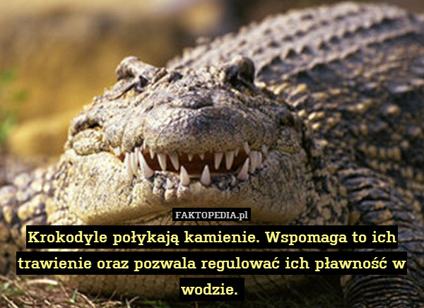 Krokodyle połykają kamienie. Wspomaga to ich trawienie oraz pozwala regulować ich pławność w wodzie. 
