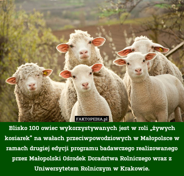 Blisko 100 owiec wykorzystywanych jest w roli „żywych kosiarek” na wałach przeciwpowodziowych w Małopolsce w ramach drugiej edycji programu badawczego realizowanego przez Małopolski Ośrodek Doradztwa Rolniczego wraz z Uniwersytetem Rolniczym w Krakowie. 