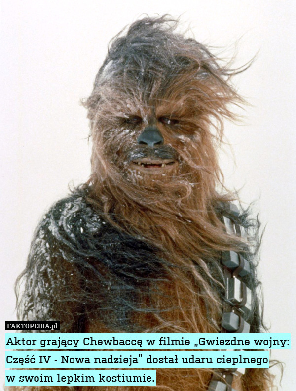Aktor grający Chewbaccę w filmie „Gwiezdne wojny: Część IV - Nowa nadzieja” dostał udaru cieplnego
w swoim lepkim kostiumie. 