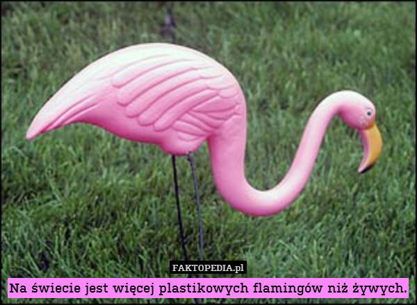 Na świecie jest więcej plastikowych flamingów niż żywych. 
