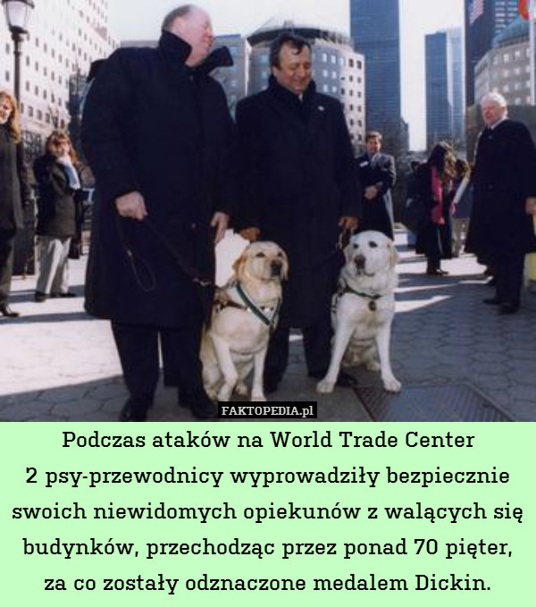 Podczas ataków na World Trade Center
2 psy-przewodnicy wyprowadziły bezpiecznie swoich niewidomych opiekunów z walących się budynków, przechodząc przez ponad 70 pięter,
za co zostały odznaczone medalem Dickin. 