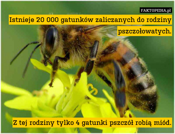 Istnieje 20 000 gatunków zaliczanych do rodziny pszczołowatych.







Z tej rodziny tylko 4 gatunki pszczół robią miód. 