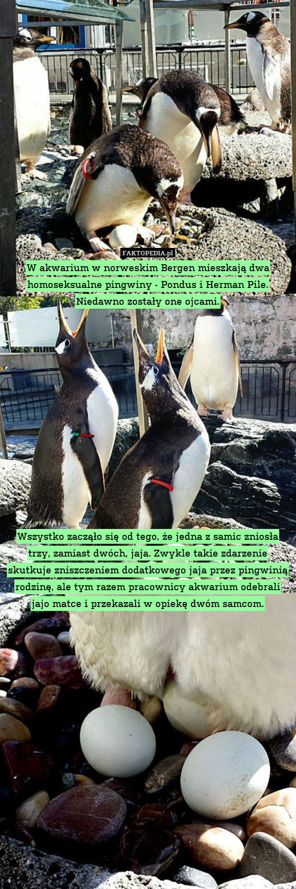 W akwarium w norweskim Bergen mieszkają dwa homoseksualne pingwiny - Pondus i Herman Pile. Niedawno zostały one ojcami.













Wszystko zacząło się od tego, że jedna z samic zniosła trzy, zamiast dwóch, jaja. Zwykle takie zdarzenie skutkuje zniszczeniem dodatkowego jaja przez pingwinią rodzinę, ale tym razem pracownicy akwarium odebrali jajo matce i przekazali w opiekę dwóm samcom. 