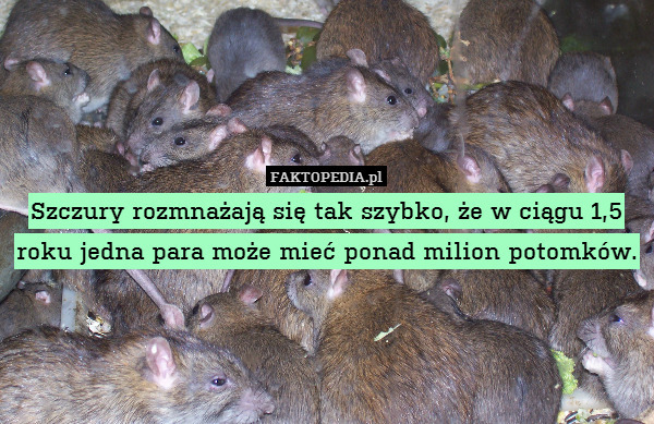 Szczury rozmnażają się tak szybko, że w ciągu 1,5 roku jedna para może mieć ponad milion potomków. 