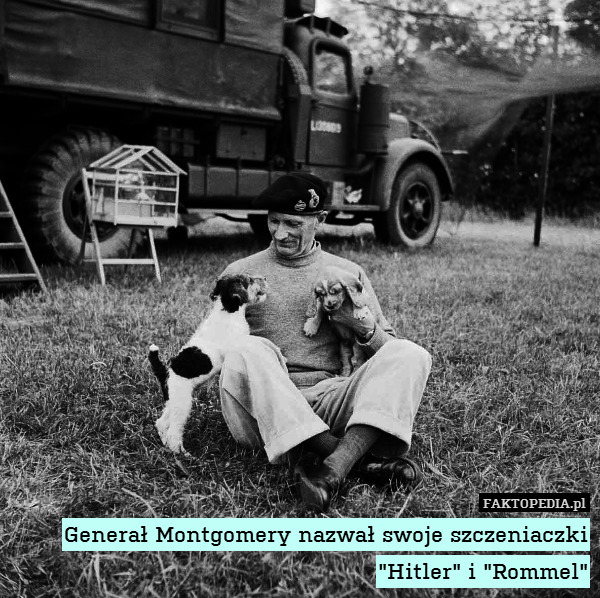 Generał Montgomery nazwał swoje szczeniaczki "Hitler" i "Rommel" 