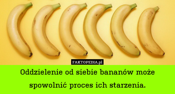 Oddzielenie od siebie bananów może
spowolnić proces ich starzenia. 