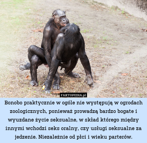 Bonobo praktycznie w ogóle nie występują w ogrodach zoologicznych, ponieważ prowadzą bardzo bogate i wyuzdane życie seksualne, w skład którego między innymi wchodzi seks oralny, czy usługi seksualne za jedzenie. Niezależnie od płci i wieku parterów. 