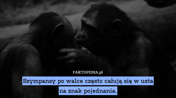 Szympansy po walce często całują się w usta
na znak pojednania. 