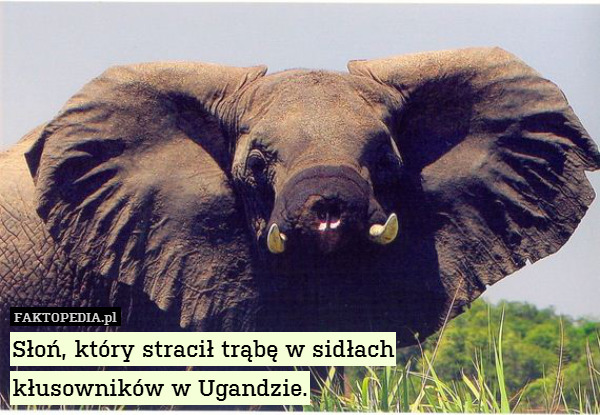 Słoń, który stracił trąbę w sidłach
kłusowników w Ugandzie. 