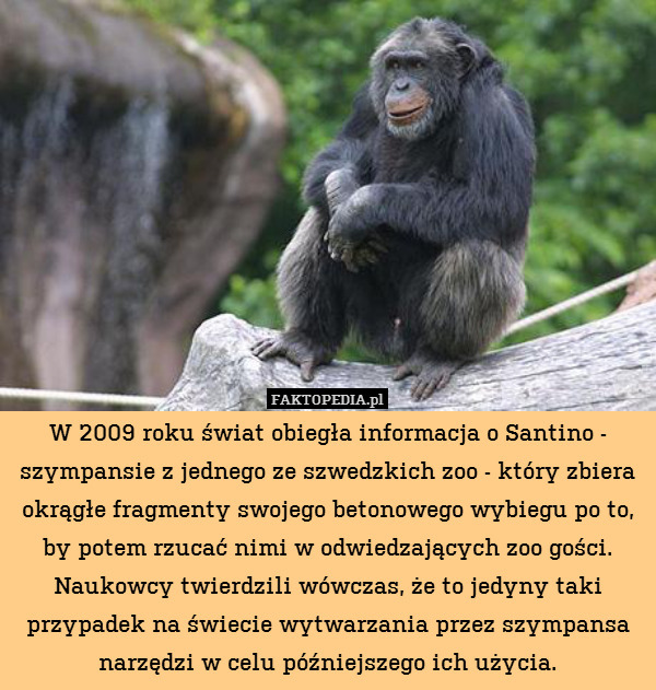 W 2009 roku świat obiegła informacja o Santino - szympansie z jednego ze szwedzkich zoo - który zbiera okrągłe fragmenty swojego betonowego wybiegu po to, by potem rzucać nimi w odwiedzających zoo gości. Naukowcy twierdzili wówczas, że to jedyny taki przypadek na świecie wytwarzania przez szympansa narzędzi w celu późniejszego ich użycia. 