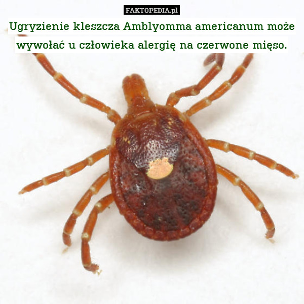 Ugryzienie kleszcza Amblyomma americanum może wywołać u człowieka alergię na czerwone mięso. 
