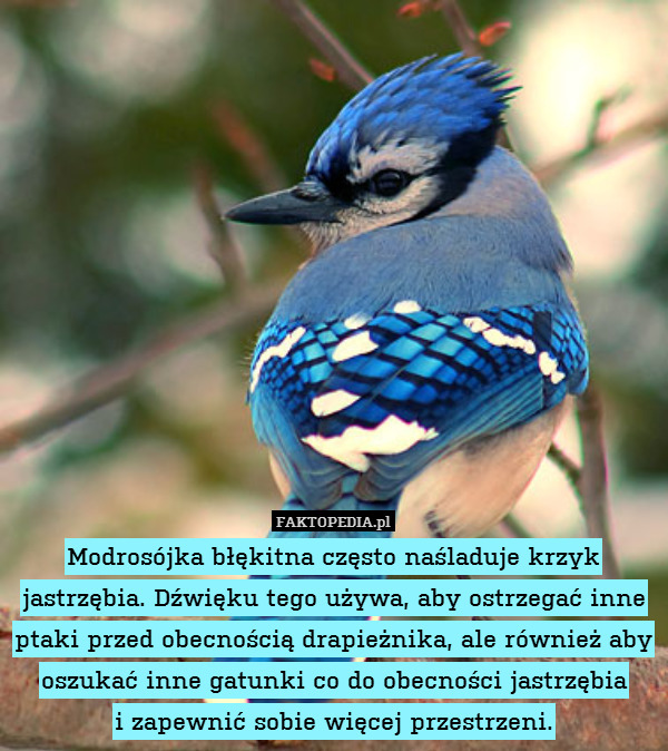 Modrosójka błękitna często naśladuje krzyk jastrzębia. Dźwięku tego używa, aby ostrzegać inne ptaki przed obecnością drapieżnika, ale również aby oszukać inne gatunki co do obecności jastrzębia
i zapewnić sobie więcej przestrzeni. 