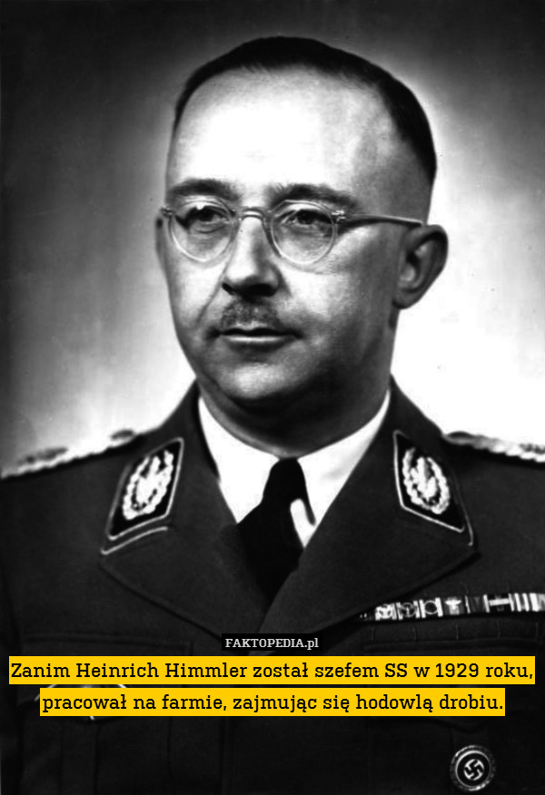 Zanim Heinrich Himmler został szefem SS w 1929 roku, pracował na farmie, zajmując się hodowlą drobiu. 