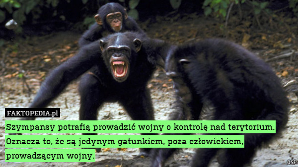 Szympansy potrafią prowadzić wojny o kontrolę nad terytorium. Oznacza to, że są jedynym gatunkiem, poza człowiekiem,
prowadzącym wojny. 