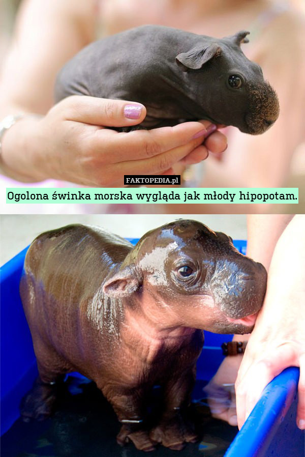 Ogolona świnka morska wygląda jak młody hipopotam. 