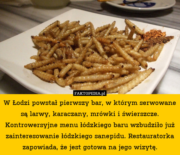 W Łodzi powstał pierwszy bar, w którym serwowane są larwy, karaczany, mrówki i świerszcze. Kontrowersyjne menu łódzkiego baru wzbudziło już zainteresowanie łódzkiego sanepidu. Restauratorka zapowiada, że jest gotowa na jego wizytę. 
