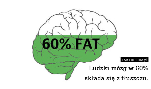 Ludzki mózg w 60%
składa się z tłuszczu. 